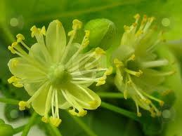 Linden Blossom Absolute Oil 